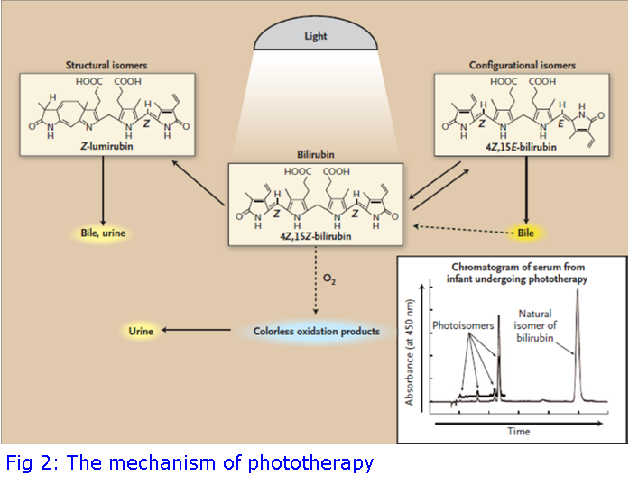 The Birth Of Phototherapy Synnovis
